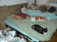 Chris3cats